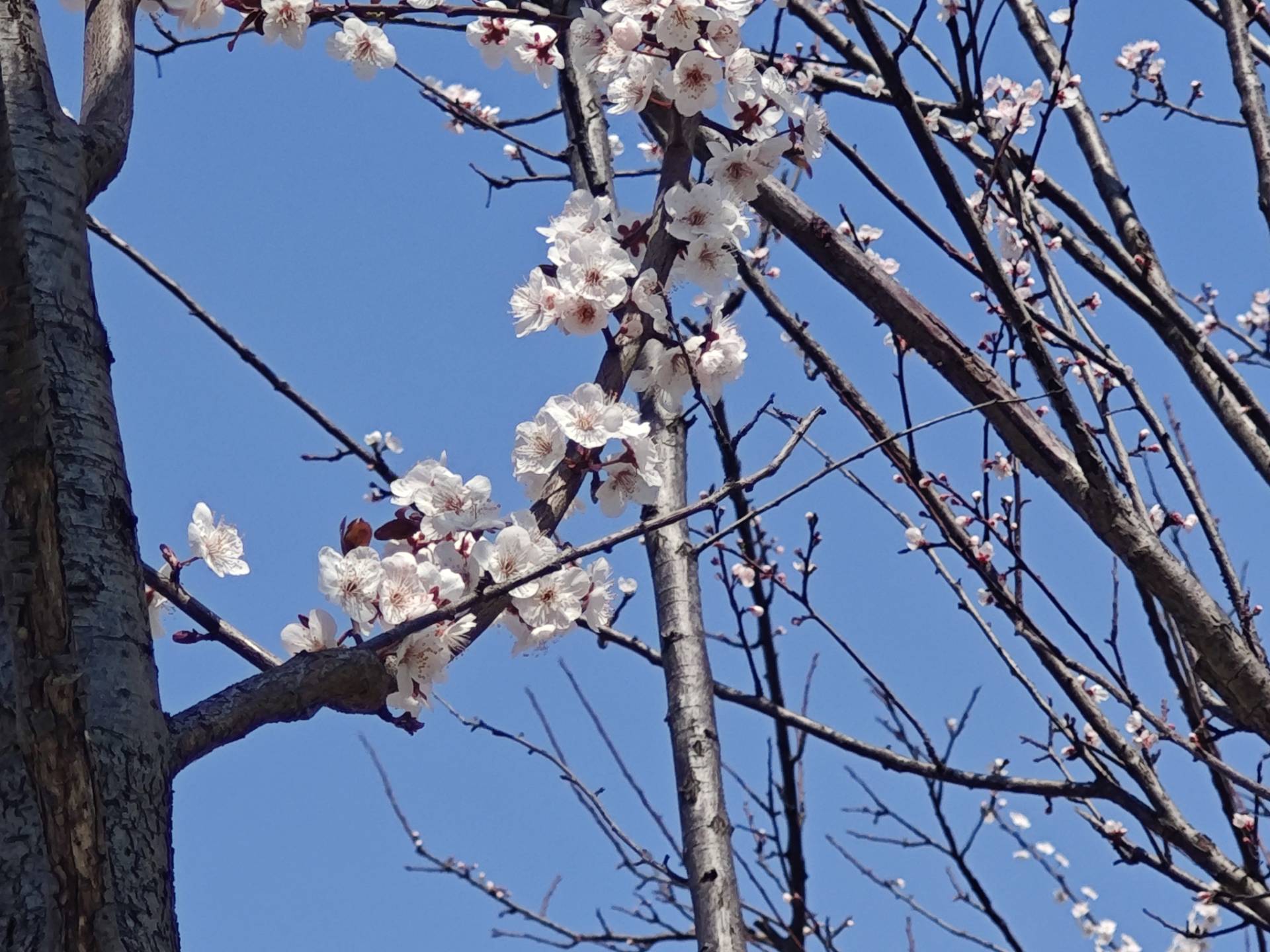 愿为西南风，长逝入君怀